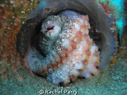 Found this octopus on this morning's dive to the Blue Hol... by Rachel Parry 